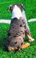 "LUDACRIS" BLUE MERLE TRI COLOR, a male American Bully and American Pit Bull Terrier for sale in Newark, NJ – 3 of 3