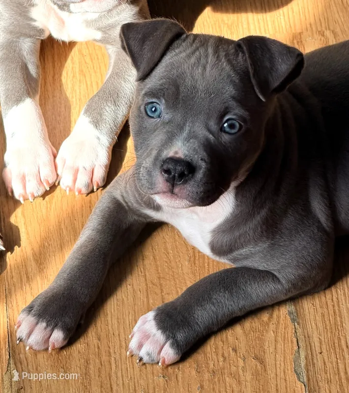 "AALIYAH" – American Bully, American Pit Bull Terrier puppy for sale in Newark, NJ