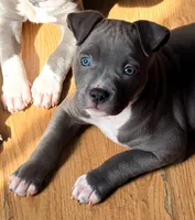 "AALIYAH", a female American Bully and American Pit Bull Terrier for sale in Newark, NJ – 1 of 10
