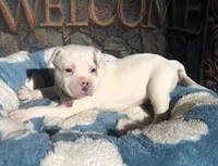 "DOLLY PARTON" WHITE MERLE BLUE EYES, a female American Bully for sale in Newark, NJ – 6 of 10