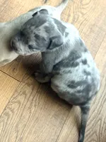 "50 CENT" BLUE MERLE, a male American Bully for sale in Newark, NJ – 4 of 7