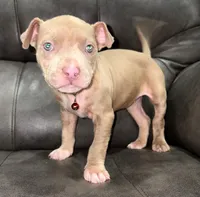 "LIL KIM" LILAC MERLE, a female American Bully and American Pit Bull Terrier for sale in Newark, NJ – 3 of 5