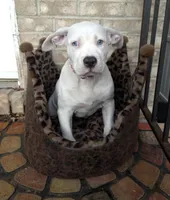 "HALLE BERRY"  WHITE MERLE, a female American Bully and American Pit Bull Terrier for sale in Newark, NJ – 1 of 8