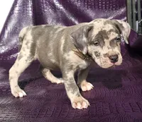 "THA ROCK" BLUE MERLE, a male American Bully for sale in Newark, NJ – 2 of 9