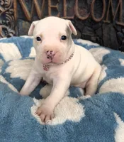 "DOLLY PARTON" WHITE MERLE BLUE EYES, a female American Bully for sale in Newark, NJ – 7 of 10