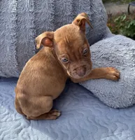 "LUDARIS" LILAC QUAD MERLE, a male American Bully and American Pit Bull Terrier for sale in Newark, NJ – 4 of 7