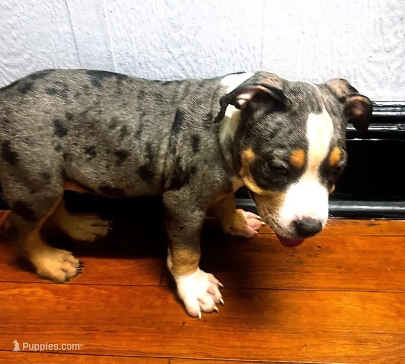 "LUDACRIS" BLUE MERLE TRI COLOR – American Bully, American Pit Bull Terrier puppy for sale in Newark, NJ
