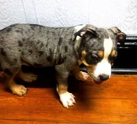 "LUDACRIS" BLUE MERLE TRI COLOR, a male American Bully and American Pit Bull Terrier for sale in Newark, NJ – 1 of 3