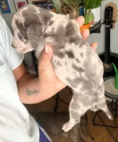 "50 CENT" BLUE MERLE, a male American Bully for sale in Newark, NJ – 2 of 7