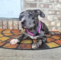 "LAURYN HILL" BLUE MERLE TRI, a female American Bully for sale in Newark, NJ – 7 of 10