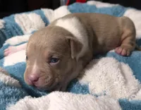 "BRAD PITT"  LILAC TRI COLOR / UKC REGISTERED, a male American Bully for sale in Newark, NJ – 2 of 10