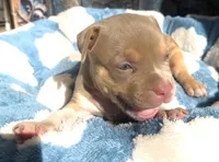 "AL B SURE" UKC REGISTERED, a male American Bully for sale in Newark, NJ – 7 of 10