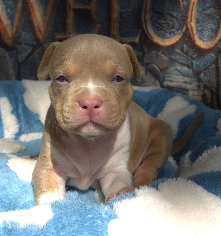 "BRAD PITT"  LILAC TRI COLOR / UKC REGISTERED – American Bully puppy for sale in Newark, NJ