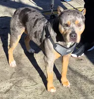 "50 CENT" BLUE MERLE, a male American Bully for sale in Newark, NJ – 7 of 7