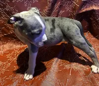 "SZA" MERLE BLUE NOSE, a female American Bully for sale in Newark, NJ – 6 of 6