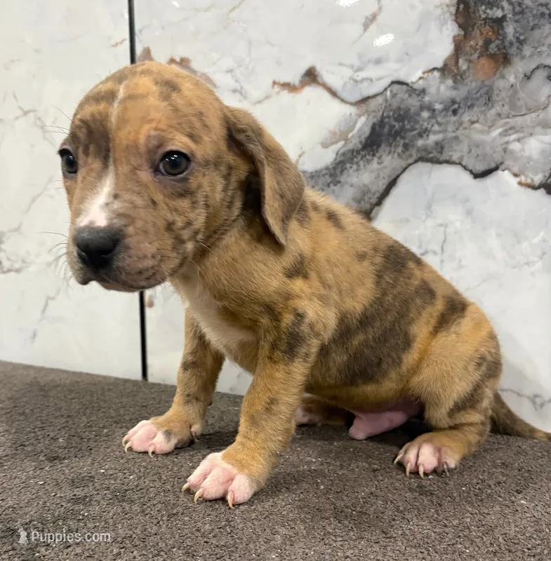 "AL B SURE" LILAC MERLE – American Bully, American Pit Bull Terrier puppy for sale in Newark, NJ