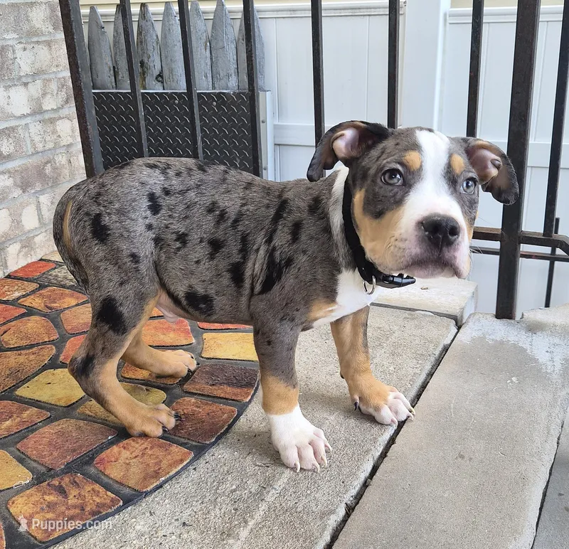 "LUDACRIS" BLUE MERLE TRI COLOR – American Bully, American Pit Bull Terrier puppy for sale in Newark, NJ