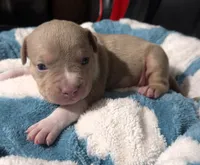 "BRAD PITT"  LILAC TRI COLOR / UKC REGISTERED, a male American Bully for sale in Newark, NJ – 3 of 10
