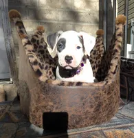 "THA ROCK" WHITE MERLE, a male American Bully for sale in Newark, NJ – 2 of 9
