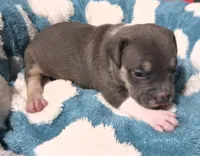 "MICHAEL JACKSON" BLUE NOSE TRI COLOR, a male American Bully and American Pit Bull Terrier for sale in Newark, NJ – 5 of 9
