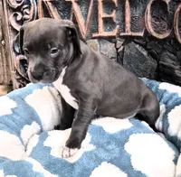 "DMX" (LAST 1) BLUE NOSE / BLUE EYES, a male American Bully and American Pit Bull Terrier for sale in Newark, NJ – 3 of 9