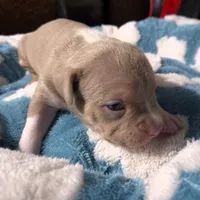 "BRAD PITT"  LILAC TRI COLOR / UKC REGISTERED, a male American Bully for sale in Newark, NJ – 7 of 10