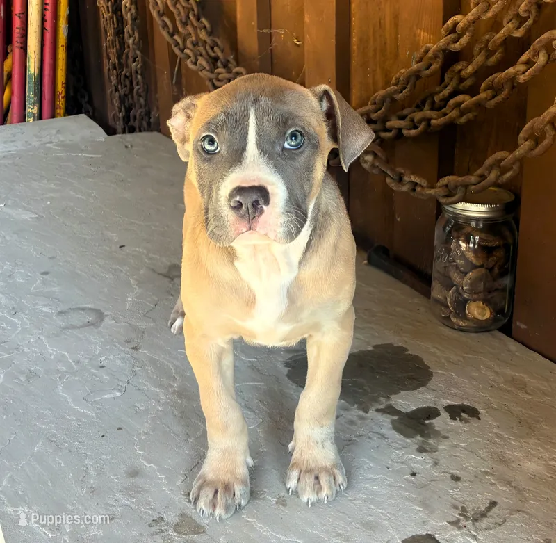 "DRAKE" LILAC TRI PUP – American Bully puppy for sale in Newark, NJ