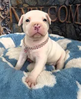 "DOLLY PARTON" WHITE MERLE BLUE EYES, a female American Bully for sale in Newark, NJ – 8 of 10