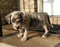 "THA ROCK" BLUE MERLE, a male American Bully for sale in Newark, NJ – 5 of 9