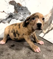 "AL B SURE" LILAC MERLE, a male American Bully and American Pit Bull Terrier for sale in Newark, NJ – 2 of 6