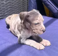 "JAY Z" BLUE MERLE, a male American Bully for sale in Newark, NJ – 7 of 9
