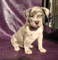 "JAY Z" MERLE LILAC, a male American Bully and American Pit Bull Terrier for sale in Newark, NJ – Photo 4 of 10