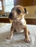 "JAY Z" MERLE LILAC, a male American Bully and American Pit Bull Terrier for sale in New York, NY – Photo 3 of 6