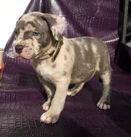 "AL B SURE" MERLE, a male American Bully and American Pit Bull Terrier for sale in Newark, NJ – Photo 6 of 7