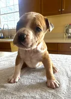 "JAY Z" MERLE LILAC, a male American Bully and American Pit Bull Terrier for sale in New York, NY – Photo 4 of 6