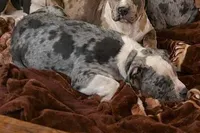 "AL B SURE" TRI COLOR MERLE, a male American Bully and American Pit Bull Terrier for sale in Newark, NJ – Photo 7 of 7