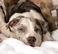 "AL B SURE" TRI COLOR MERLE, a male American Bully and American Pit Bull Terrier for sale in Newark, NJ – Photo 6 of 7