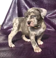 "AL B SURE" MERLE, a male American Bully and American Pit Bull Terrier for sale in Newark, NJ – Photo 2 of 7