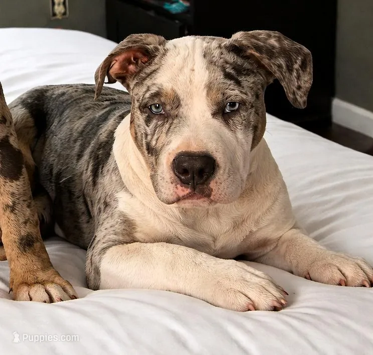 "AL B SURE" TRI COLOR MERLE – American Bully, American Pit Bull Terrier puppy for sale in Newark, NJ