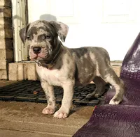 "AL B SURE" MERLE, a male American Bully and American Pit Bull Terrier for sale in Newark, NJ – Photo 4 of 7