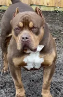 "JAY Z" MERLE LILAC, a male American Bully and American Pit Bull Terrier for sale in New York, NY – Photo 5 of 6