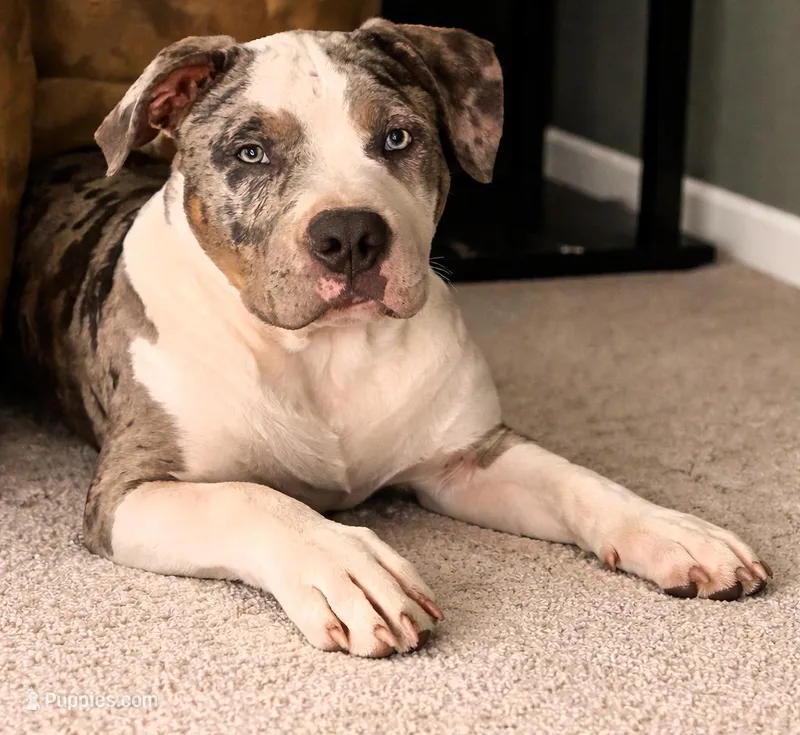 "AL B SURE" TRI COLOR MERLE – American Bully, American Pit Bull Terrier puppy for sale in Newark, NJ