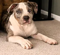 "AL B SURE" TRI COLOR MERLE, a male American Bully and American Pit Bull Terrier for sale in Newark, NJ – Photo 1 of 7