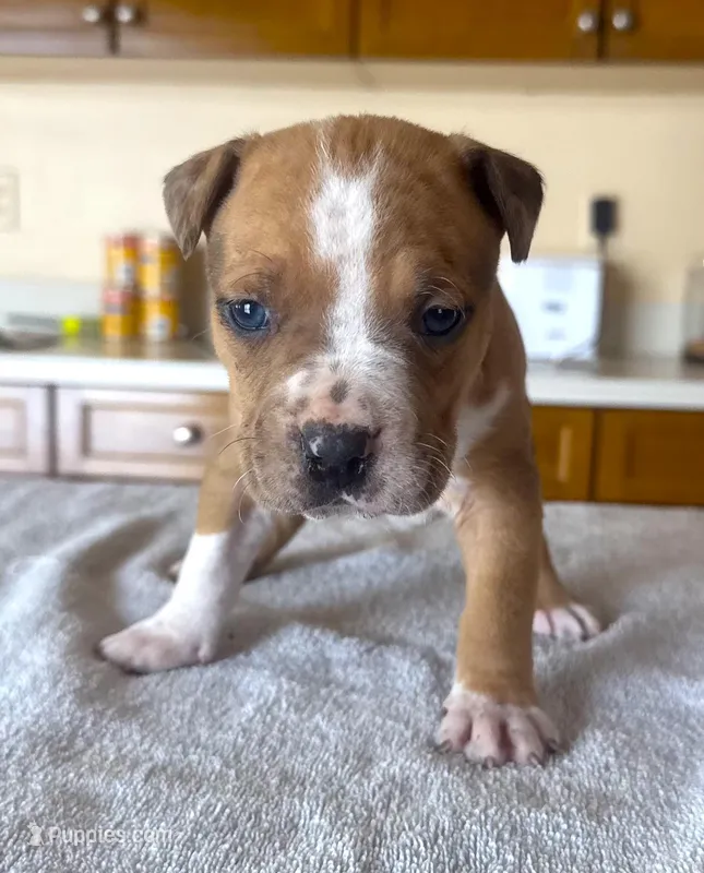 "JAY Z" MERLE LILAC, a male American Bully and American Pit Bull Terrier for sale in New York, NY – Photo 1 of 6