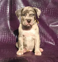 "AL B SURE" MERLE, a male American Bully and American Pit Bull Terrier for sale in Newark, NJ – Photo 3 of 7