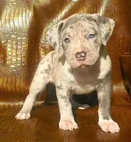 "AALIAH" MERLE BLUE NOSE, a female American Bully and American Pit Bull Terrier for sale in New York, NY – Photo 2 of 5