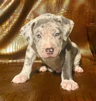 "AALIAH" MERLE BLUE NOSE, a female American Bully and American Pit Bull Terrier for sale in New York, NY – Photo 4 of 5
