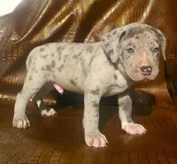 "AALIAH" MERLE BLUE NOSE, a female American Bully and American Pit Bull Terrier for sale in New York, NY – Photo 3 of 5