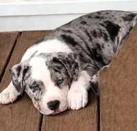 "AL B SURE" TRI COLOR MERLE, a male American Bully and American Pit Bull Terrier for sale in Newark, NJ – Photo 2 of 7