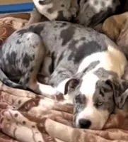 "AL B SURE" TRI COLOR MERLE, a male American Bully and American Pit Bull Terrier for sale in Newark, NJ – Photo 5 of 7